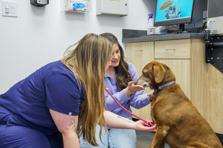 Veterinarian with client and chocolate Labrador during an exam