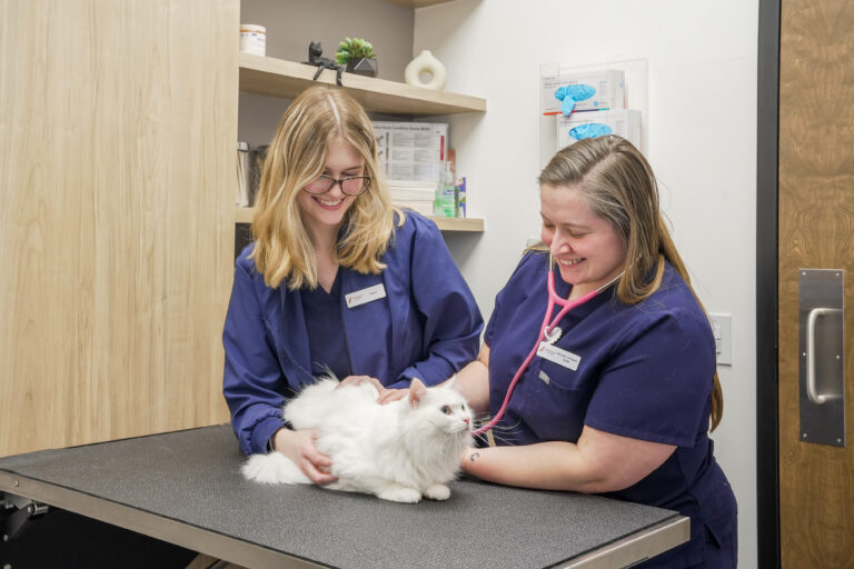 Doctor and Technician at Farmington Village Animal Hospital examining a fluffy white cat